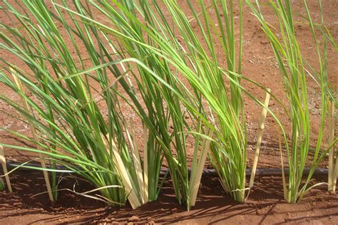 vetiver grass plants for sale.